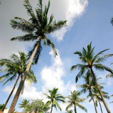 Coconut Village 3*