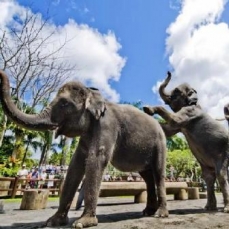 Elephant Safari Park Lodge 5*