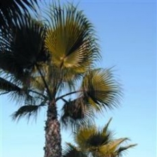 Grand Resort 5*