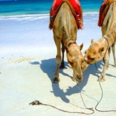 Southern Palms Beach Resort 4*