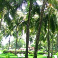 Majorda Beach Resort 5*