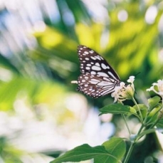 Coconut Lagoon Casino 4*