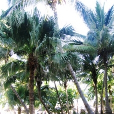 Melia Las Americas 5*