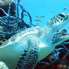 Ras Nungwi Beach Hotel 5*